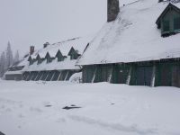 Snow covered trees and ground at Paradise